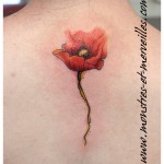 Tatouage coquelicot aquarelle