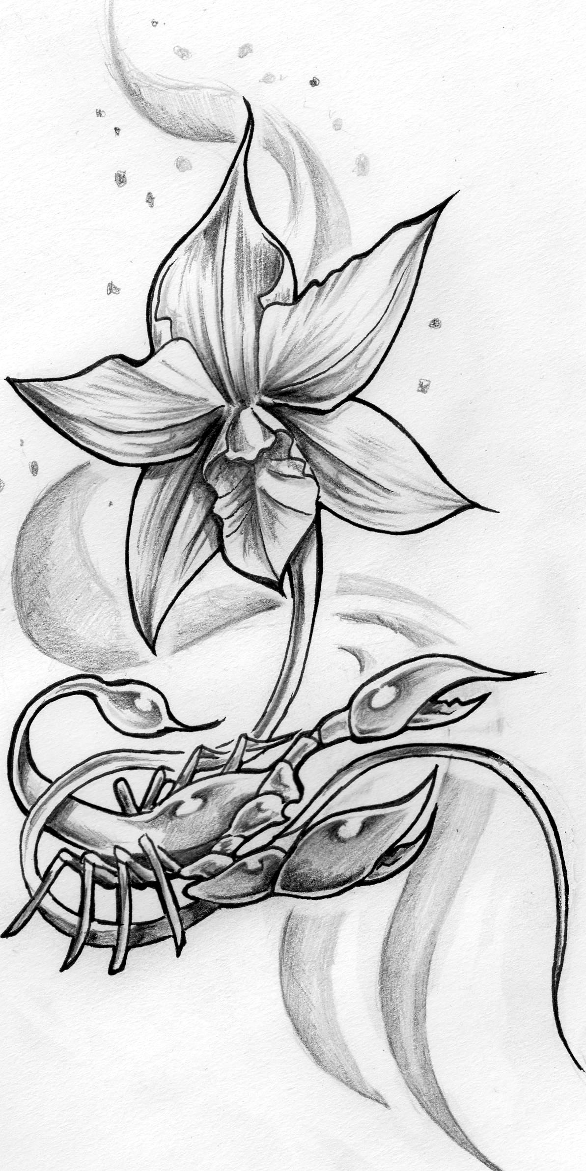 Modeles Tattoo Orchidee Tatouages Orchide Rose Tattoo